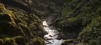 Foto von Entdecken Sie die Wildnis!