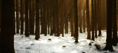 Foto von Weihnachtsfeier im Wald