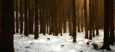 Foto von Weihnachtsfeier im Wald