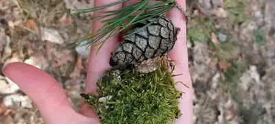 Foto von Waldbaden - Erholung in der Natur