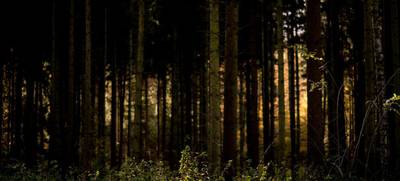 Foto von Fackelwanderung durch den Wieter-Wald