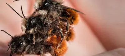 Foto von SAVE THE BEE - wir retten 1 Mio Insekten