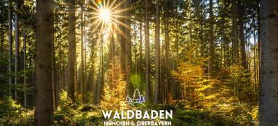 Foto von Waldbaden München - deine Auszeit im Wald