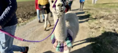 Foto von Pointnerhof Alpakas & Lamas
