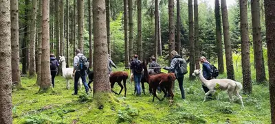 Foto von Pointnerhof Alpakas & Lamas