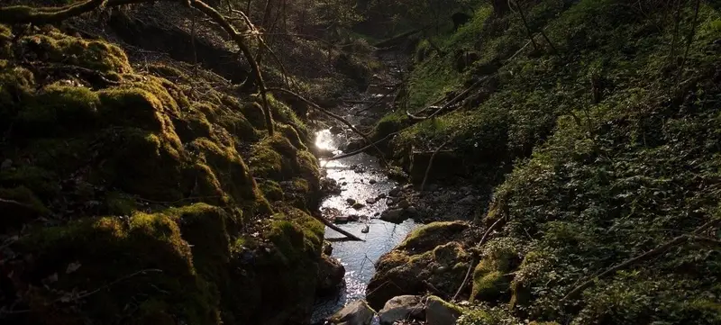 Foto von Tagungspauschale im Wald
