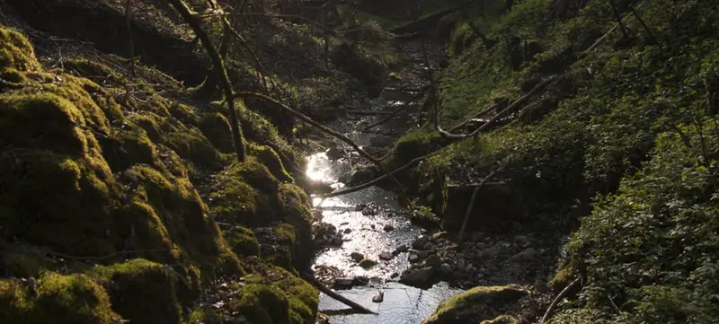 Foto von Entdecken Sie die Wildnis!