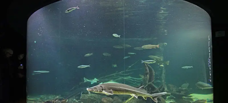 Foto 1 von Ozeaneum - Ostsee
