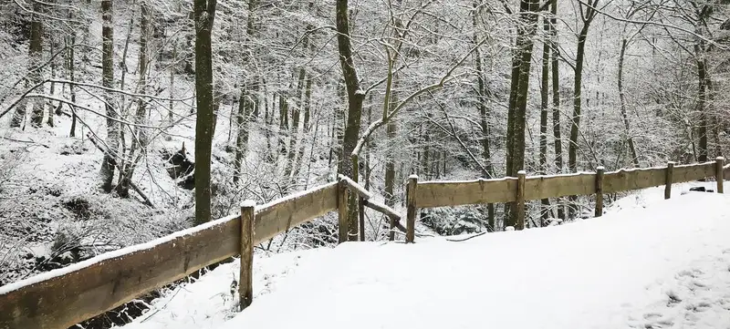 Foto 8 von Weihnachtsfeier im Wald