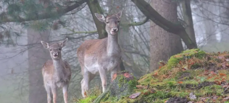 Foto 2 von Wildpark Schwarze Berge
