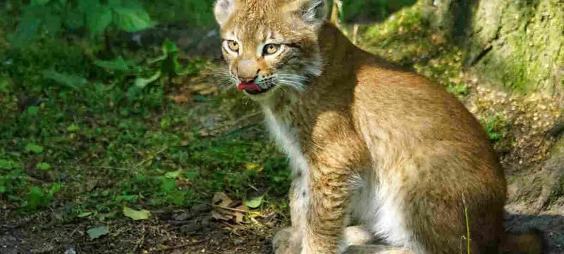 Foto 3 von Wildpark Schwarze Berge