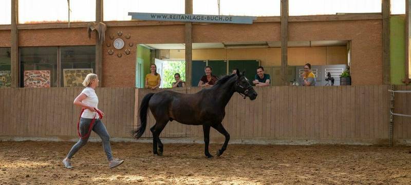 Foto 2 von Talk to the horse! - 1-Tages Teambuilding Workshop