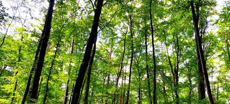 Foto 1 von Waldbaden Berlin - Liebe zum Wald