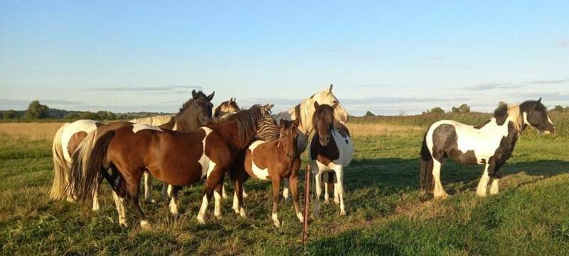Foto 2 von Teamtag in der Pferdeherde