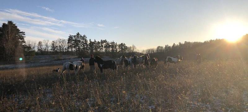 Foto 5 von Teamtag in der Pferdeherde