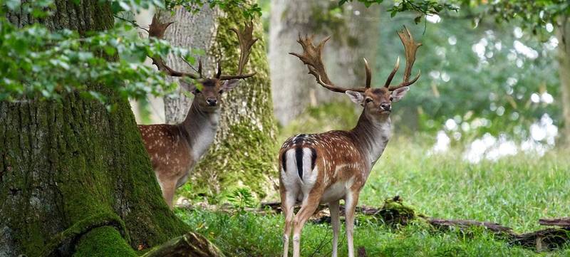 Foto 2 von Pirschen im Wildpark Duttenstein