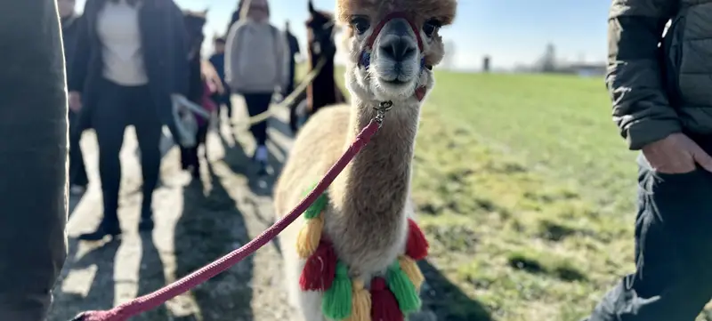 Foto 2 von Flauschige Gauditour mit Alpakas & Lamas