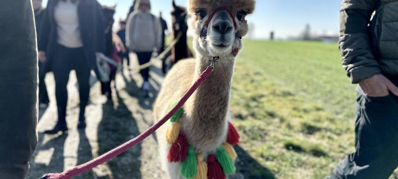 Foto 2 von Flauschige Gauditour mit Alpakas & Lamas