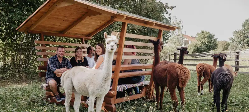 Foto 6 von Flauschige Gauditour mit Alpakas & Lamas